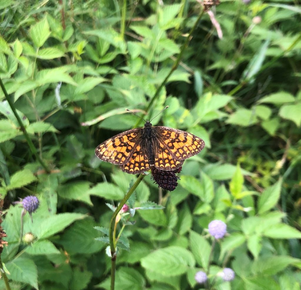 Melitaea celadussa  (Nymphalidae)