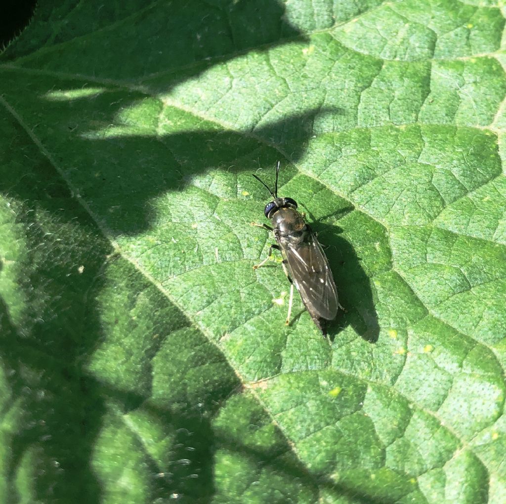 Stratiomyidae: Hermetia illucens