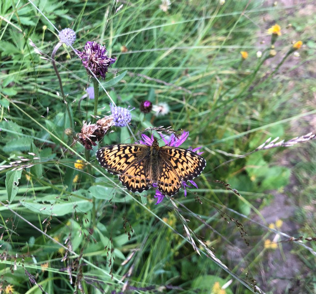 Boloria cf. titania(Nymphalidae)