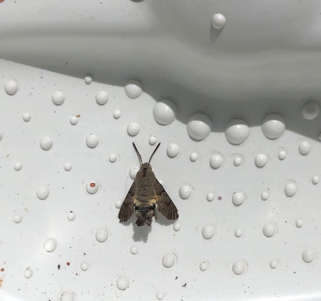 Macroglossum stellatarum (Sphingidae)