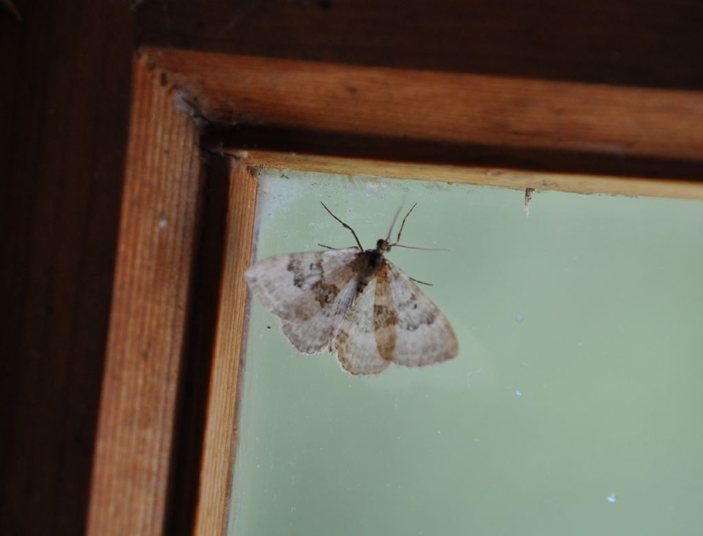 Epirrhoe sp. (Geometridae)