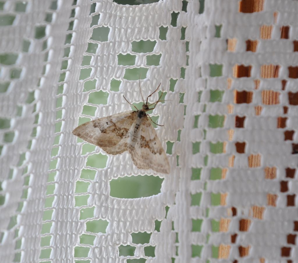 Epirrhoe sp. (Geometridae)