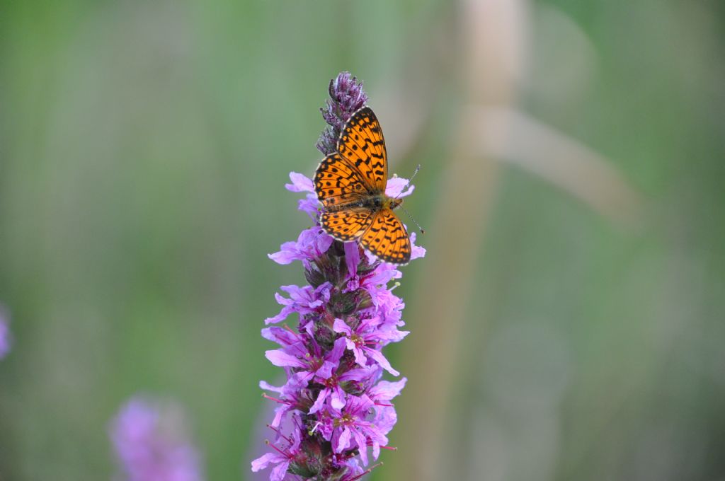 Boloria selene