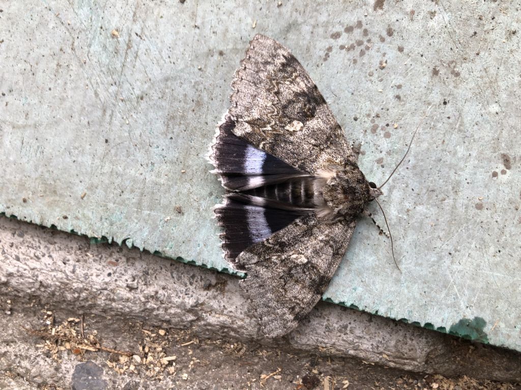 Catocala fraxini - Erebidae