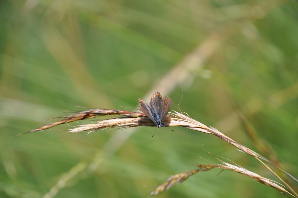 Poyommatus icarus, femmina