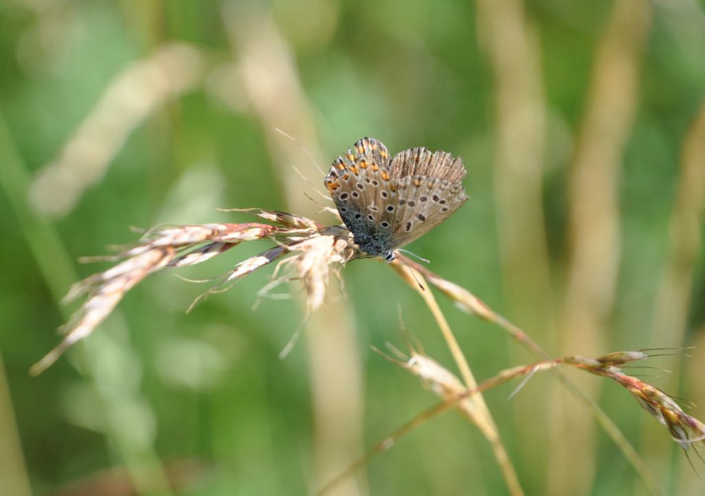 Poyommatus icarus, femmina