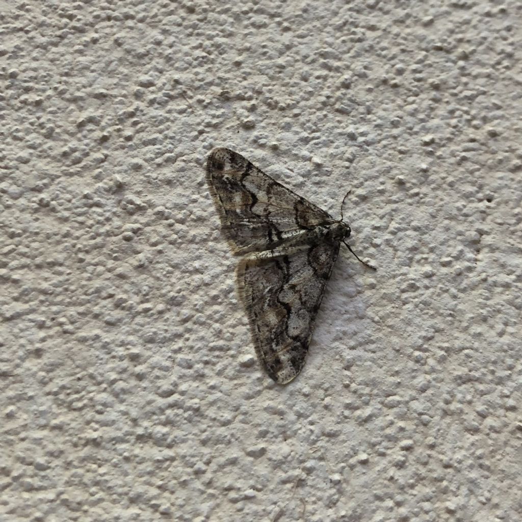 Agriopis leucophaearia - Geometridae