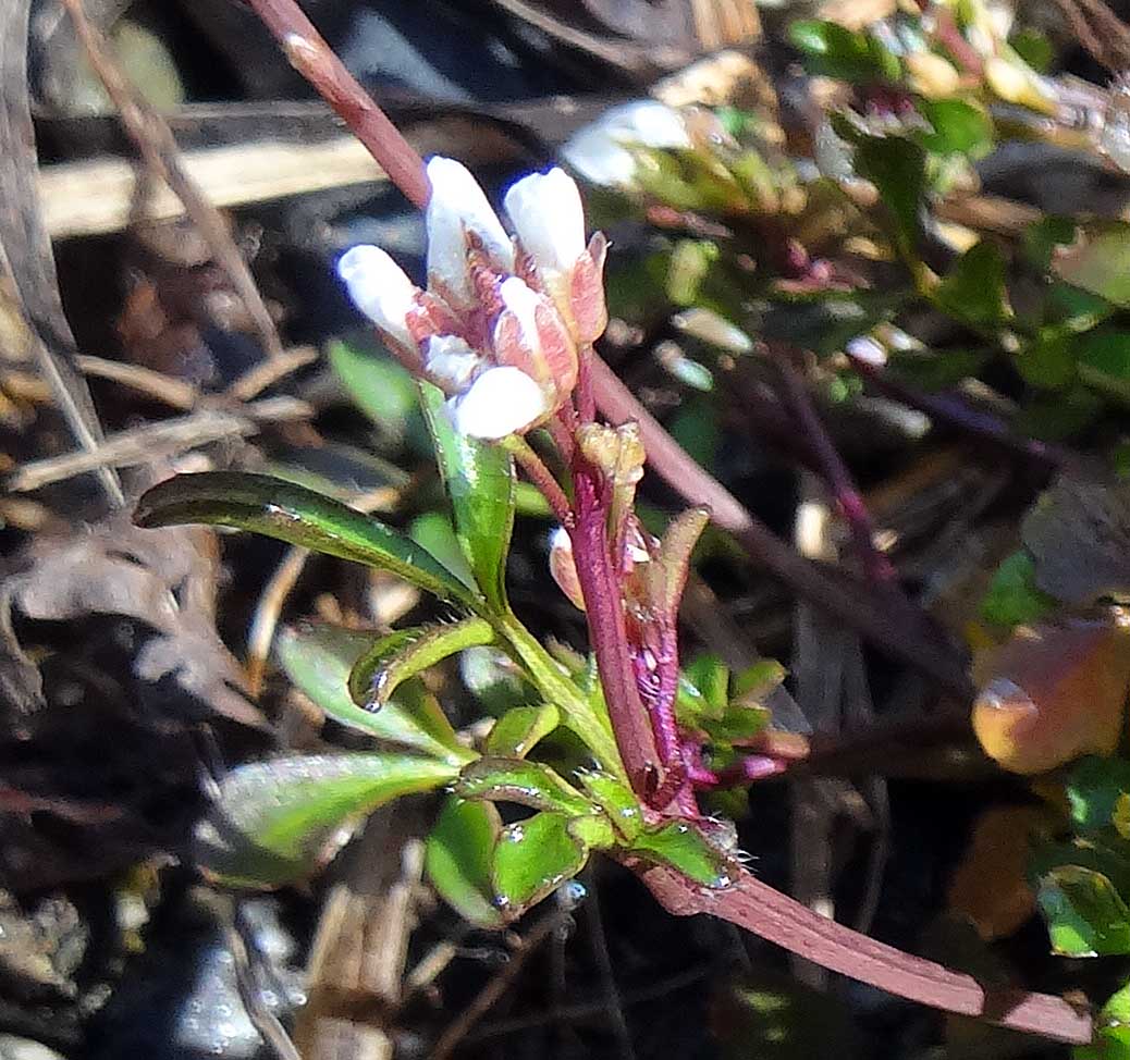 Cardamine hirsuta