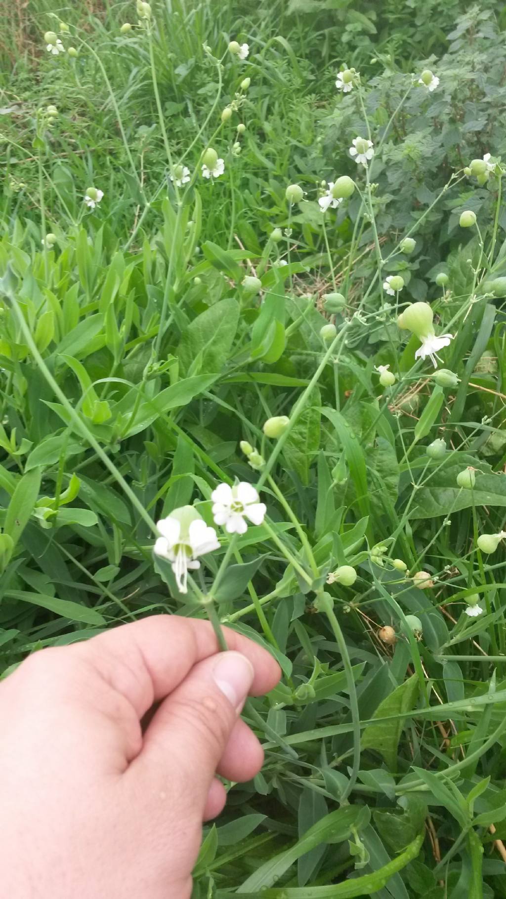 Silene vulgaris