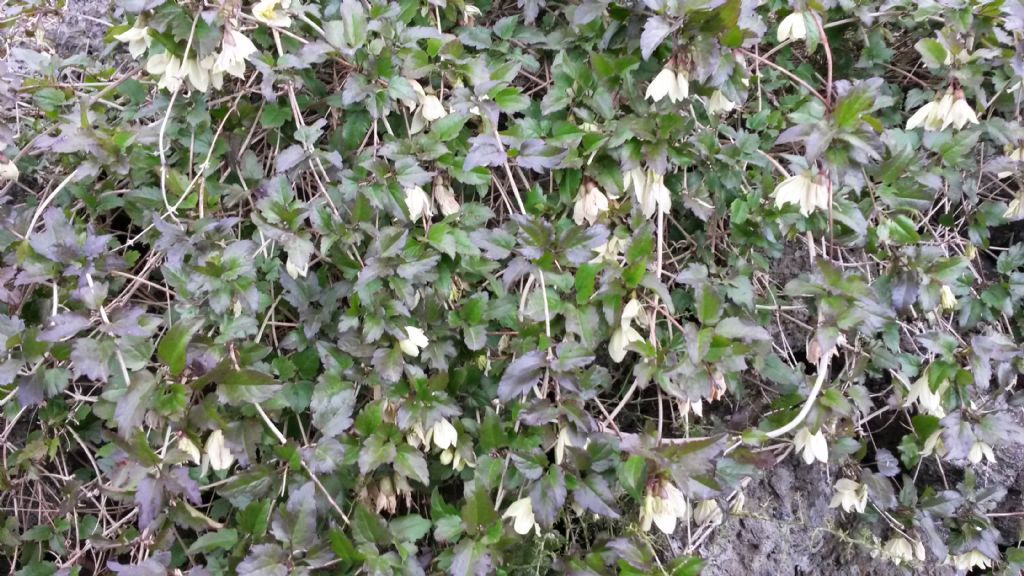 rampicante con fiori a Gennaio - Clematis cirrhosa