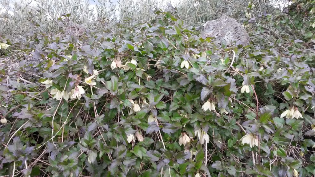 rampicante con fiori a Gennaio - Clematis cirrhosa