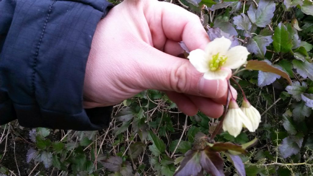 rampicante con fiori a Gennaio - Clematis cirrhosa