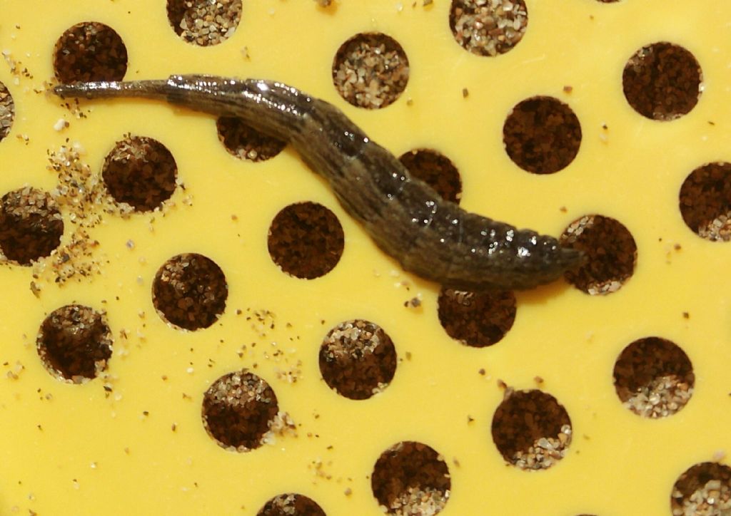 Larva di Stratiomyidae,