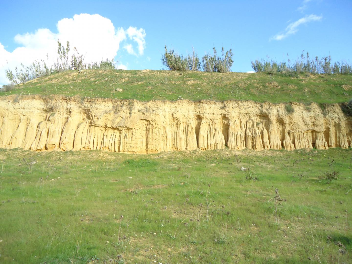 Fossili da identificare. Sicilia.