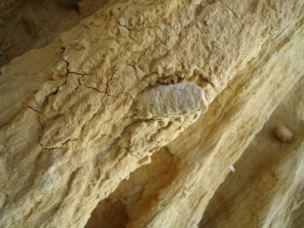 Fossili da identificare. Sicilia.