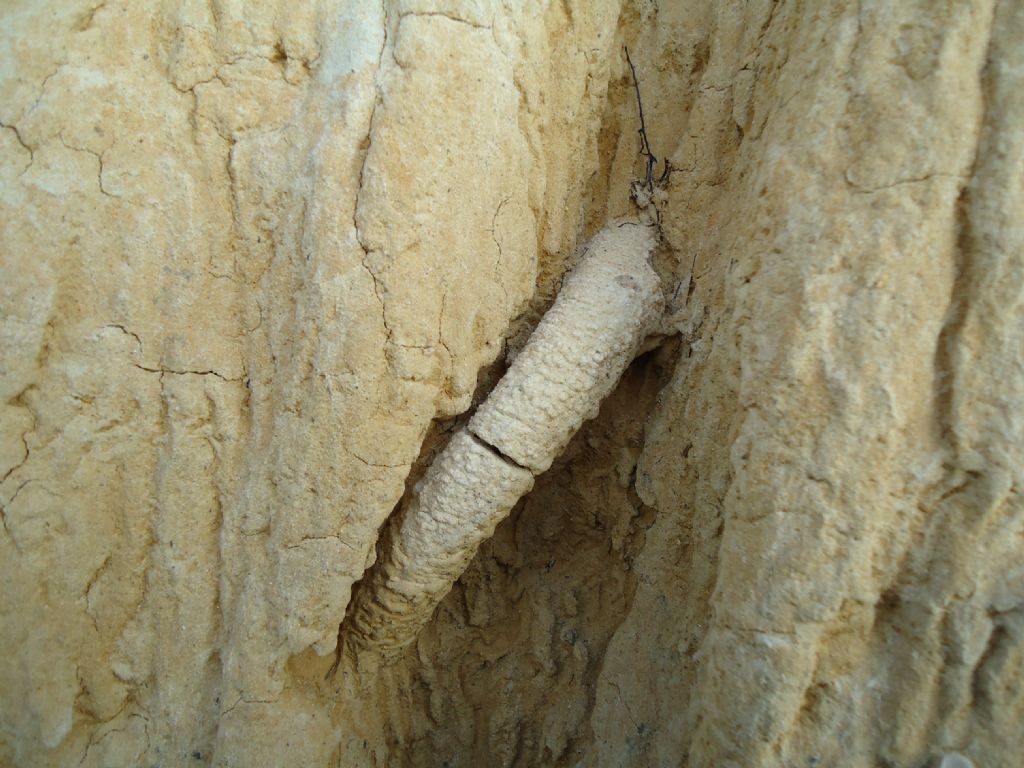 Fossili da identificare. Sicilia.