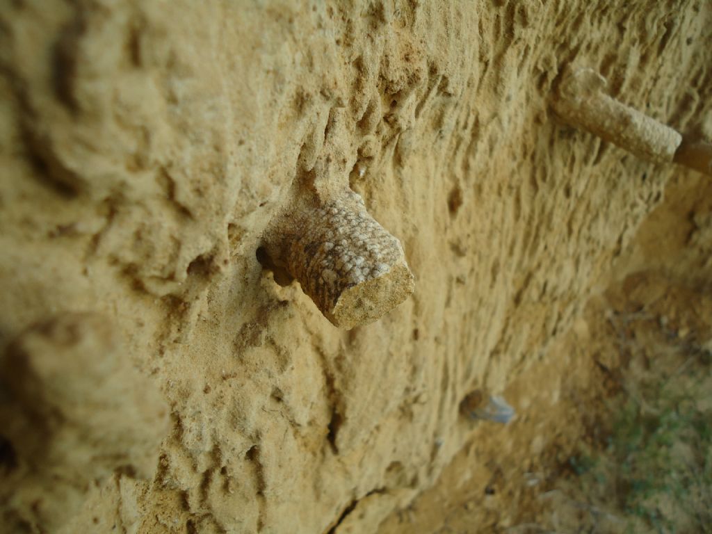 Fossili da identificare. Sicilia.