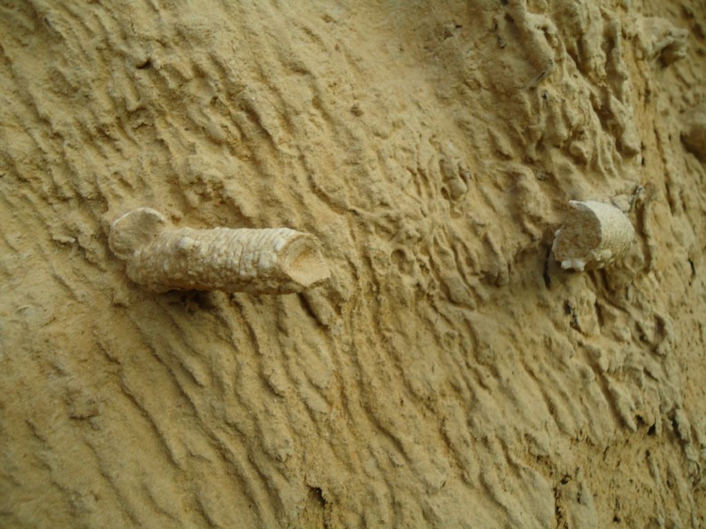 Fossili da identificare. Sicilia.