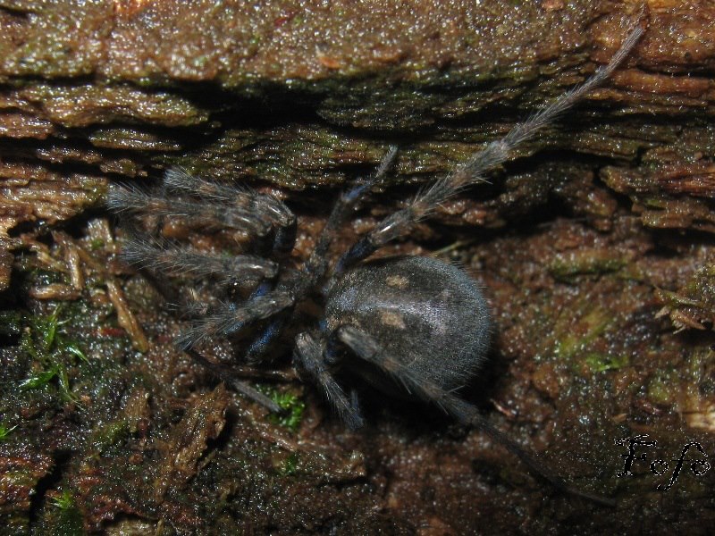 Malthonica sp. - Sicilia