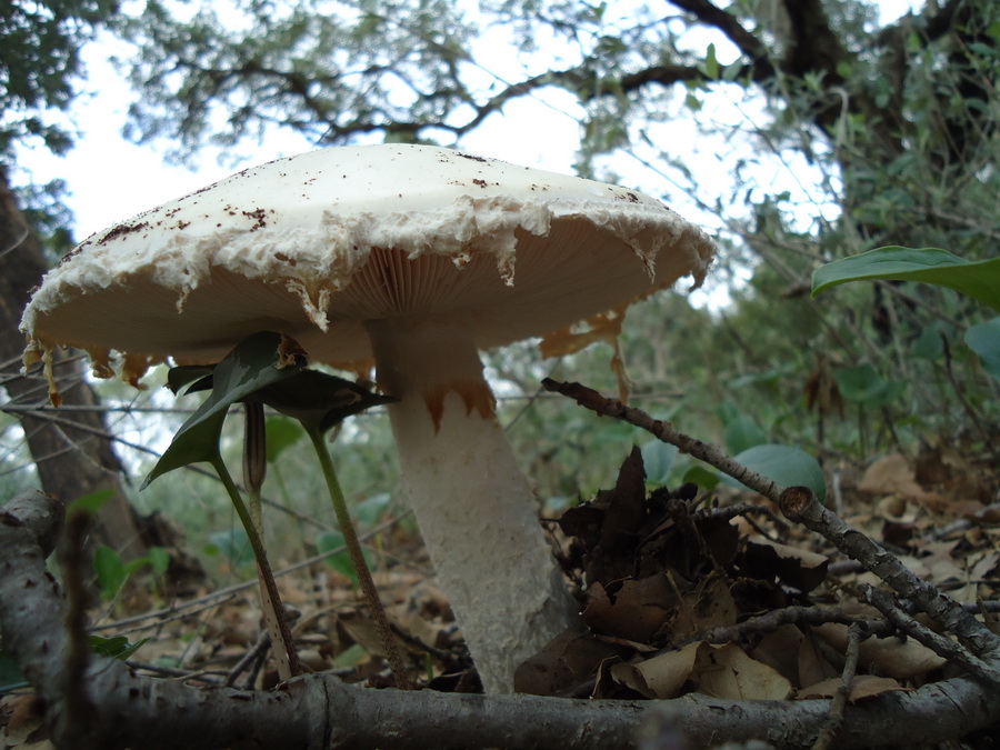 Funghi da determinare 2 - Sicilia