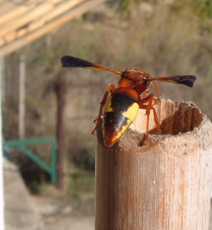 Vespa? No. Rhynchium oculatum (Vespidae Eumeninae)