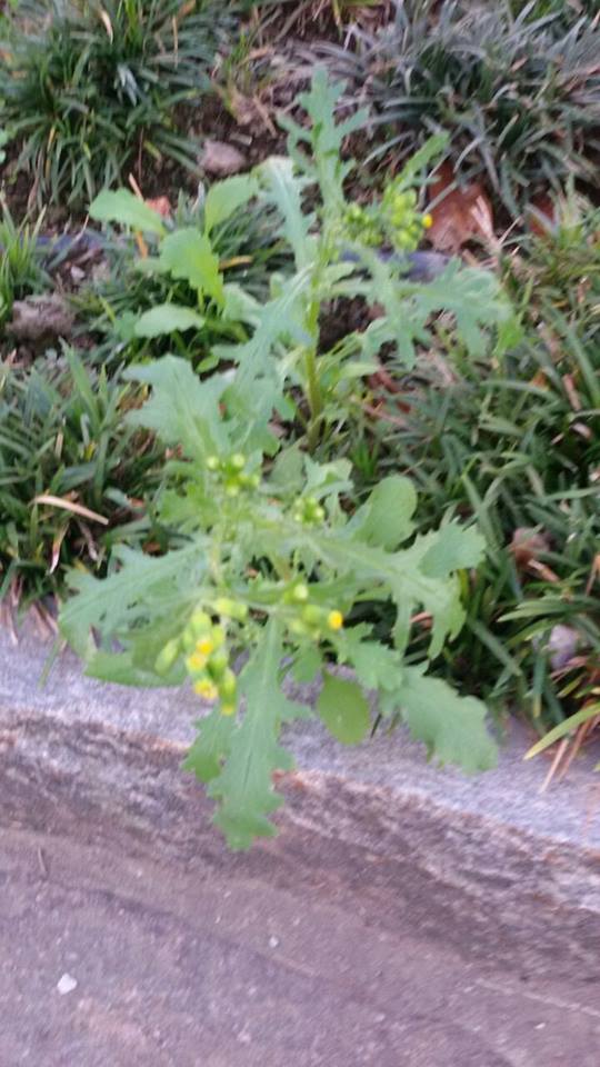 Senecio vulgaris