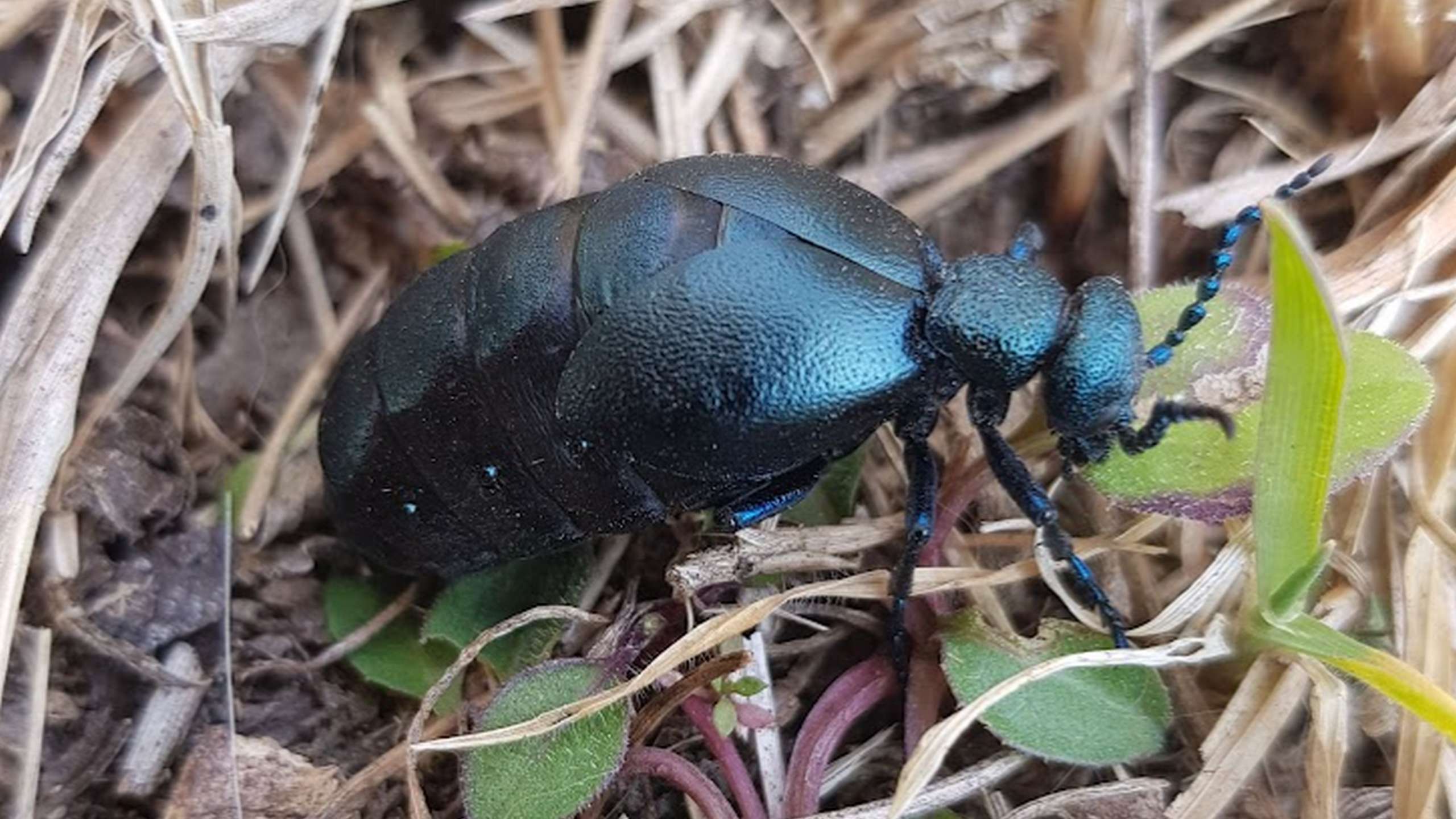 Insetto mai visto... femmina di Meloe violaceus