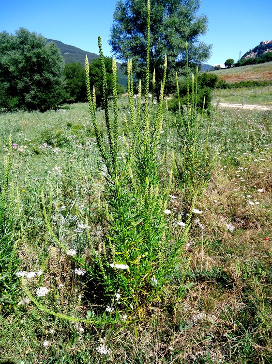 Reseda sp.