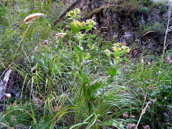 Pentanema bifrons (=Inula bifrons) / Enula alata