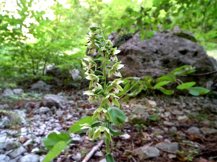 Epipactis sp.