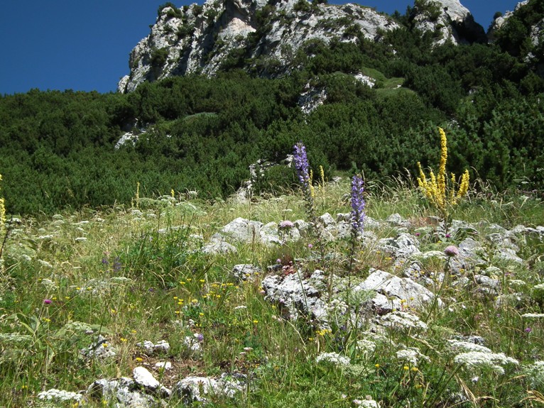 Campanula spicata L.