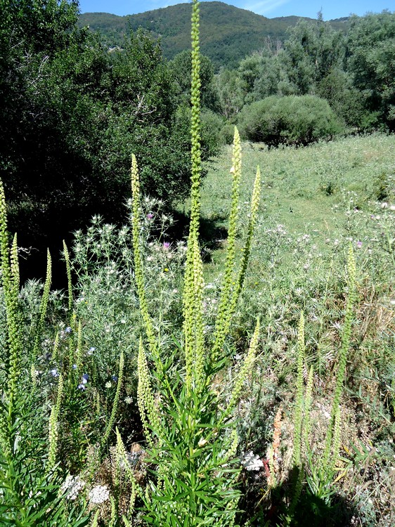 Reseda sp.