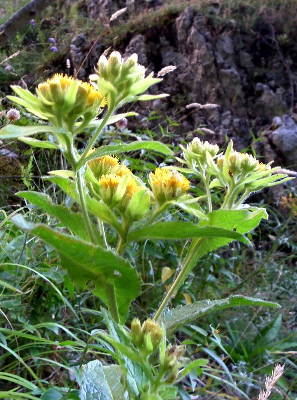 Pentanema bifrons (=Inula bifrons) / Enula alata