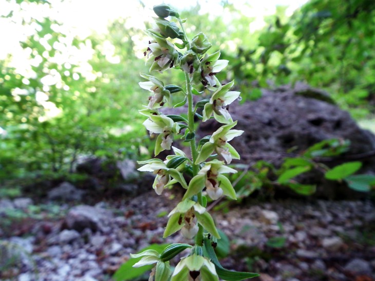 Epipactis sp.