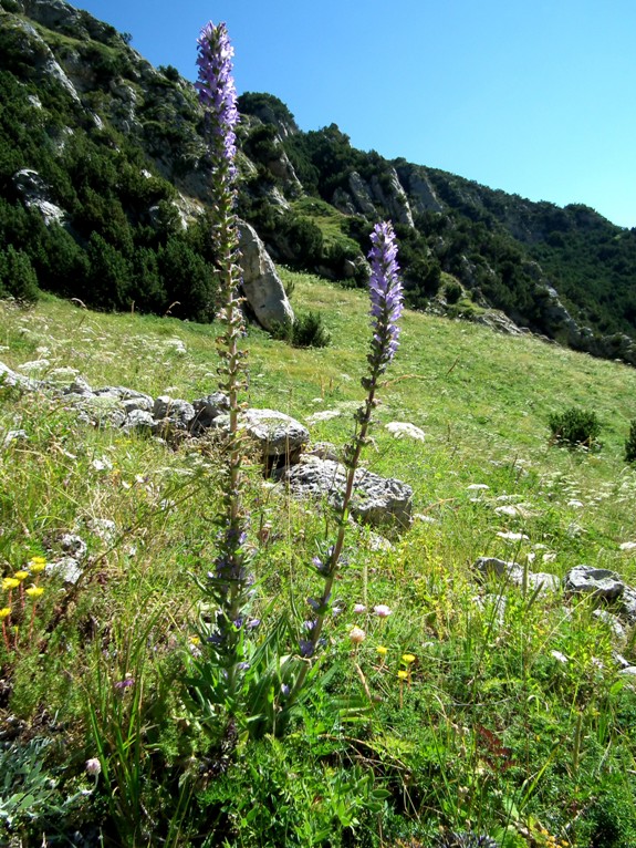 Campanula spicata L.