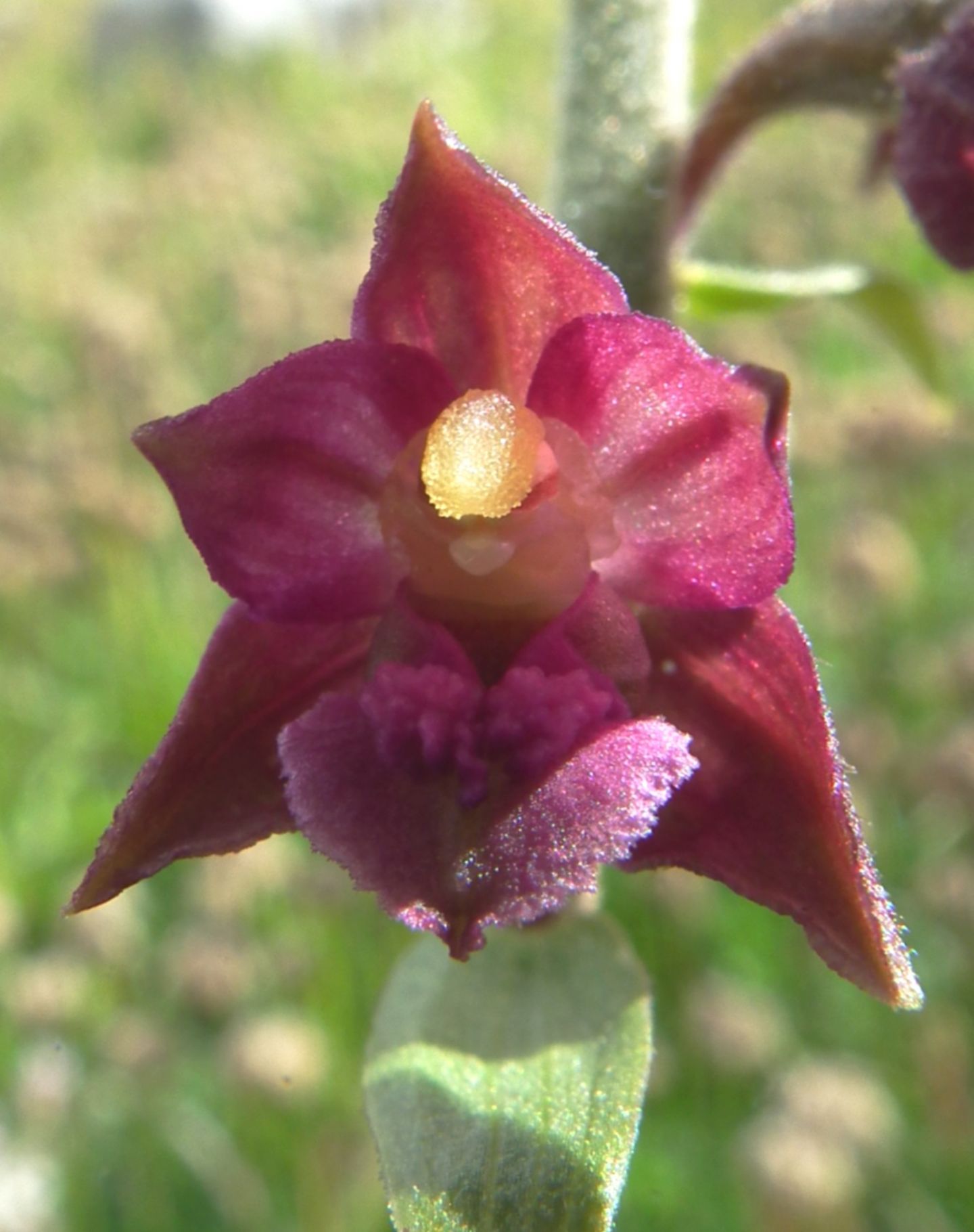 Epipactis atrorubens