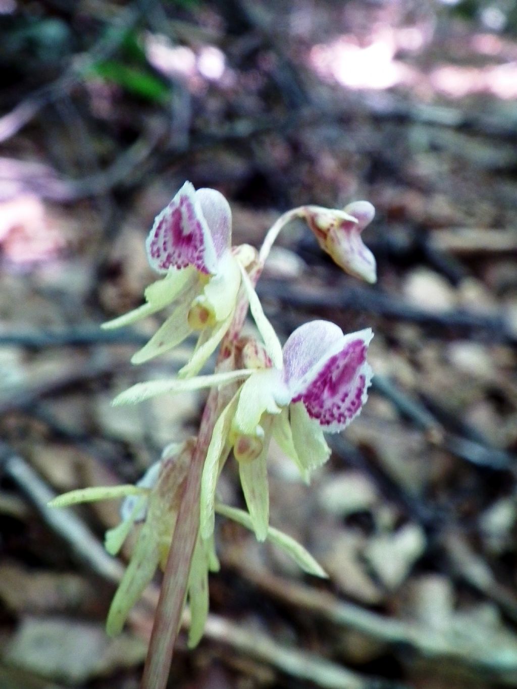 Epipogium aphyllum