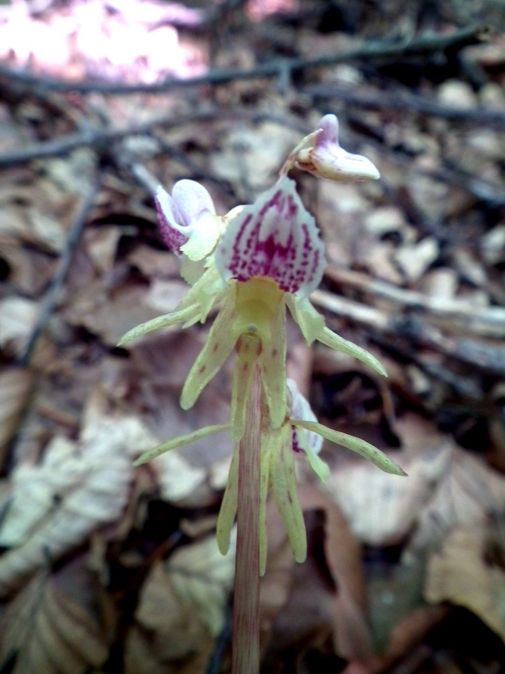 Epipogium aphyllum