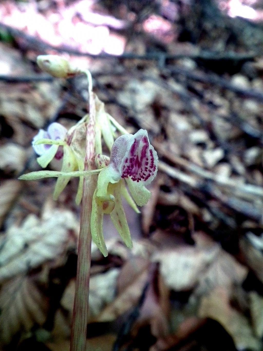 Epipogium aphyllum