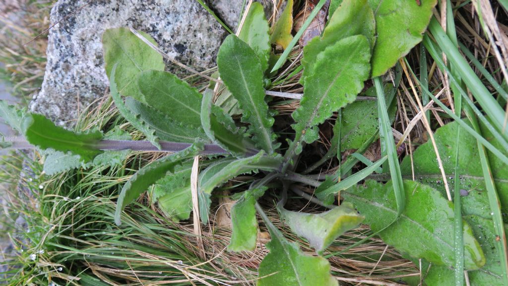 Arabis turrita?