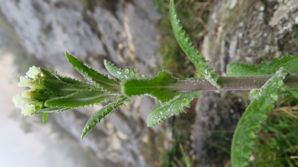 Arabis turrita?