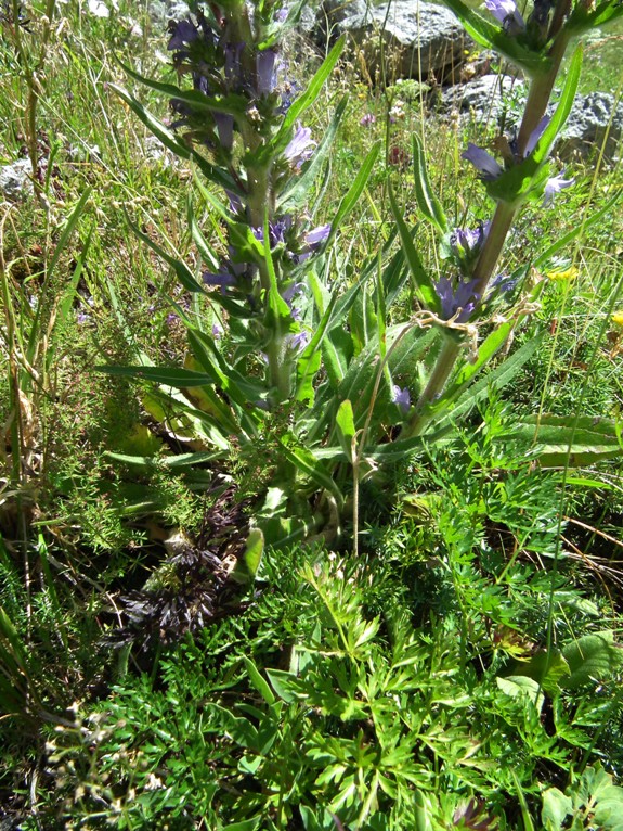 Campanula spicata L.