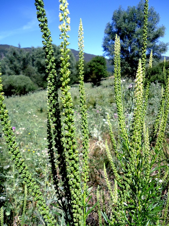 Reseda sp.