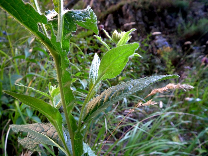 Pentanema bifrons (=Inula bifrons) / Enula alata