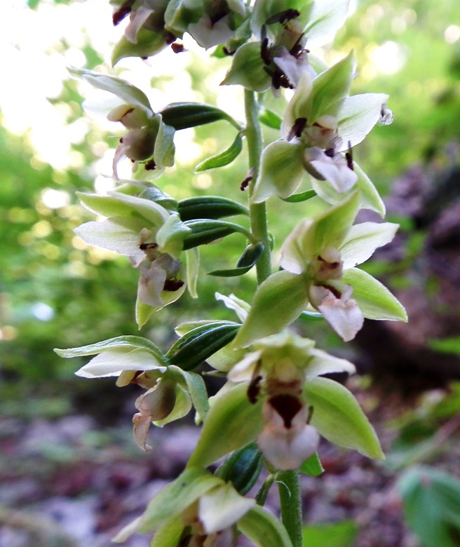 Epipactis sp.