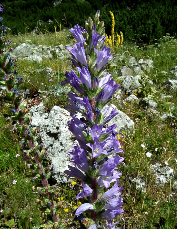 Campanula spicata L.