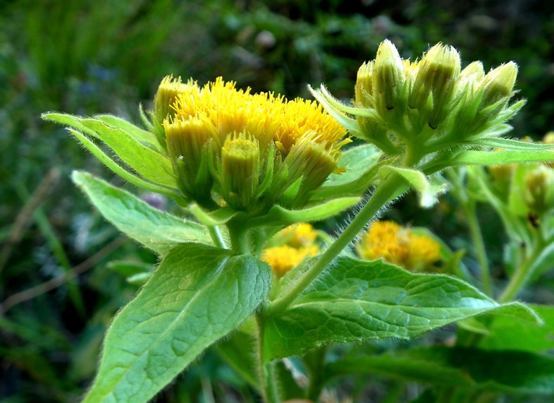 Pentanema bifrons (=Inula bifrons) / Enula alata