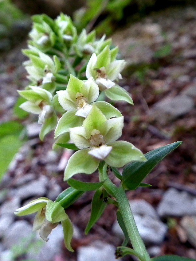 Epipactis sp.