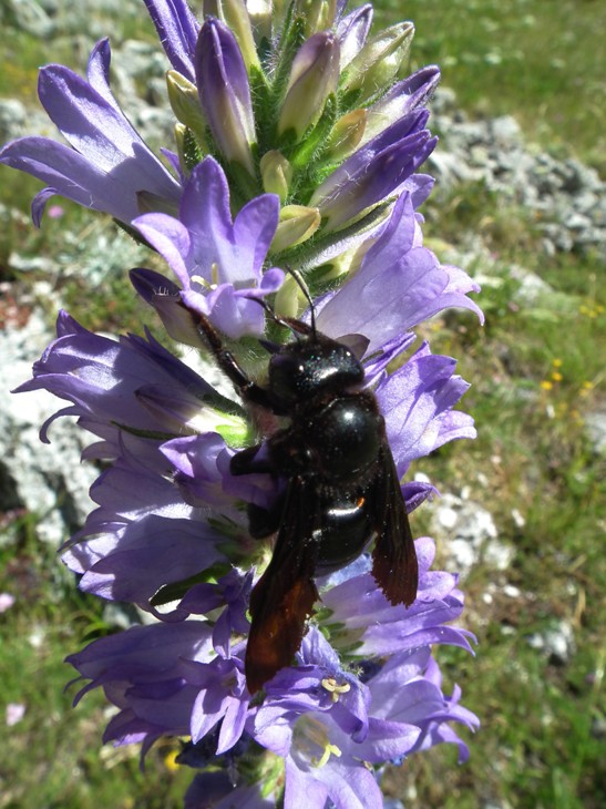 Campanula spicata L.