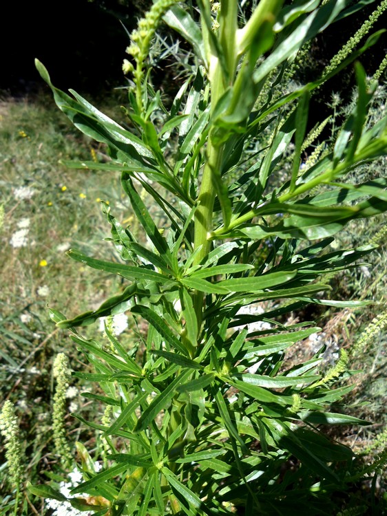 Reseda sp.